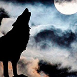 Wolf howling at the moon. Playin Hooky offers a unique night time Bar Hop Cruise in Lake of the Ozarks.